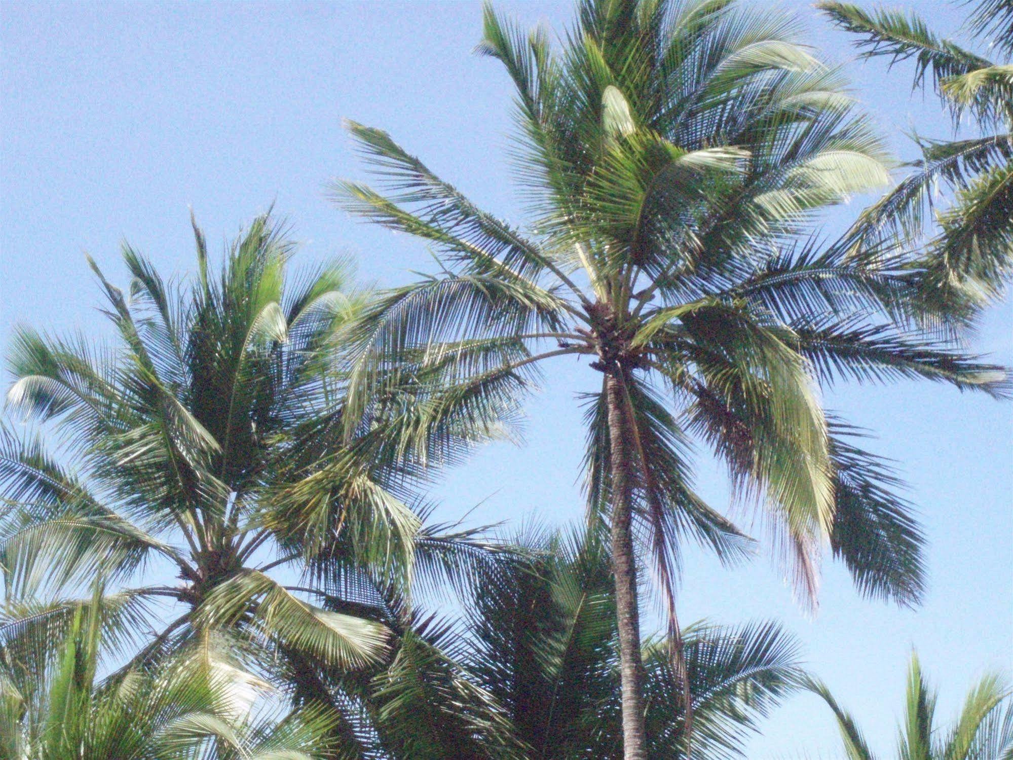 Hotel Mango Mar Jaco Luaran gambar